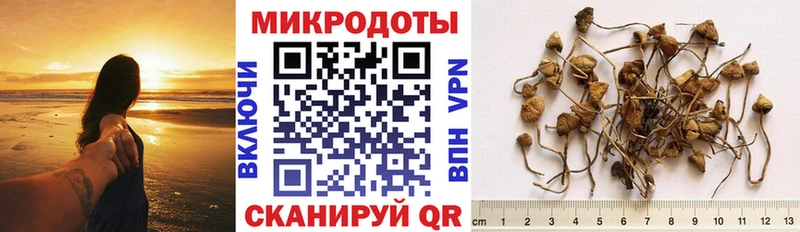 Псилоцибиновые грибы Psilocybe Шебекино